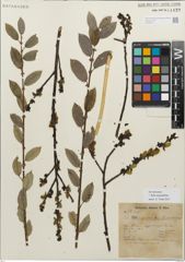 Foto von Salix myrsinifolia Salisb.